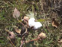 Baumwolle in der Pflanzung