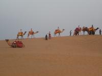 abendlicher Kamelritt in der Wüste Thar