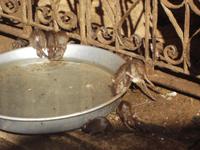 im Rattentempel von Deshnok