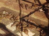 im Rattentempel von Deshnok