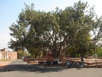 Motorradparkbaum vor Fatehpur Sikri