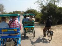 Wir fahren durch den Vogel- und Naturpark Keoladeo bei Bharatpur