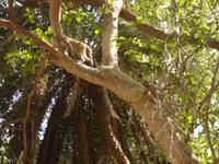 Affe auf Baum im Vogel- und Naturpark Keoladeo bei Bharatpur