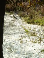 Reiher im Vogel- und Naturpark Keoladeo bei Bharatpur