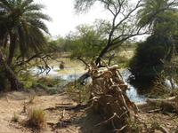 Landschaft im Vogel- und Naturpark Keoladeo bei Bharatpur
