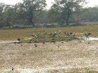 Kranichkolonie im Vogel- und Naturpark Keoladeo bei Bharatpur
