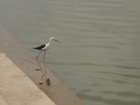Heiliger Vogel in Pushkar