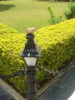 Verzierung im teuersten Café in Udaipur