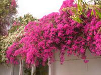 Blumen im Saheliyon ki Bari Park in Udaipur