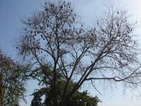 Flughundebaum auf dem Wege nach Khejrala