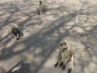 Affen im Tempelbezirk Ranakpur