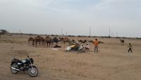 Kamelherde am Straßenrand mitten in der Wüste Thar