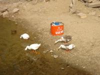 Enten am heiligen See Garisar in Jaisalmer