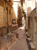Heilige Kühe in Jaisalmer