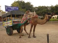 In der Kamelzuchtstation Bikaner