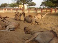 Kamele in der Kamelzuchtstation Bikaner