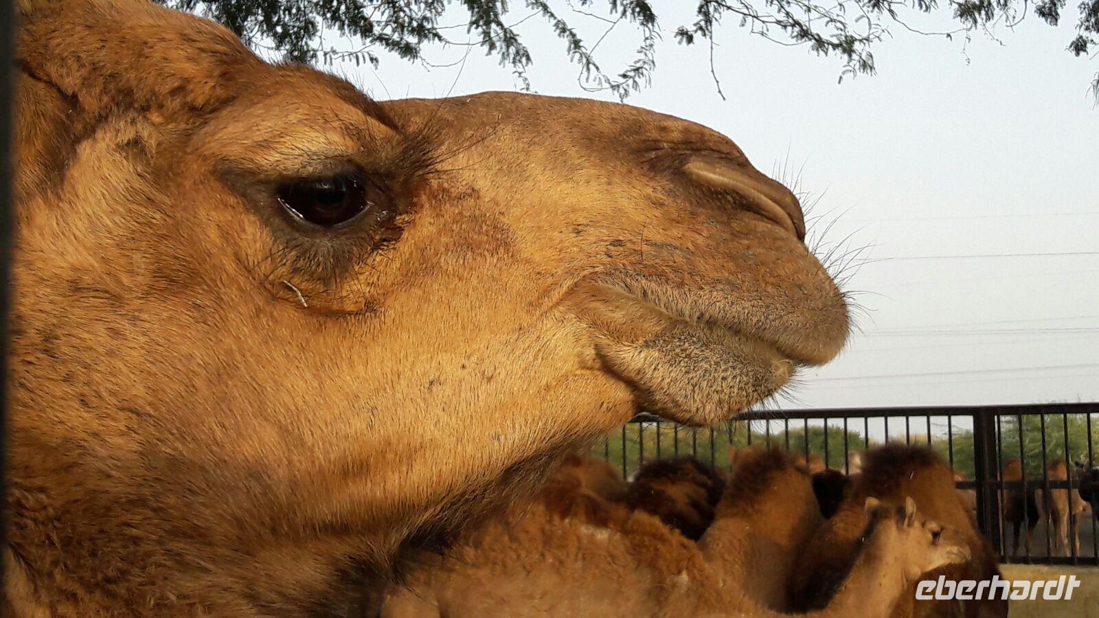 Küsschen? In der Kamelzuchtstation Bikaner