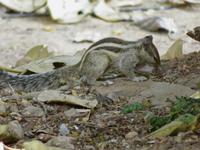 Delhi Streifenhörchen