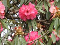 Rhododendron