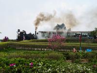 Darjeeling Dampflokomotive