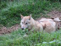 Himalayawolf (rote Liste)