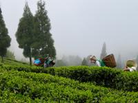 Darjeeling Teeplantagen