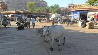 146 Jodhpur - Markt 1