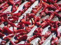 Chillis auf dem Dach