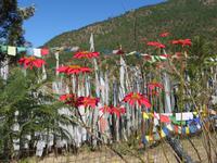 Weihnachtsstern und Totenfahnen