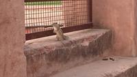 Streifenhörnchen im Roten Fort, Agra