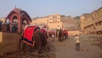 Elefanten am Amber Fort