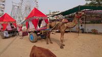 Kamelwagen in Pushkar