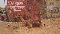 Restauranthinweis und Kamel in Pushkar