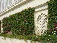 Es blüht in Udaipur