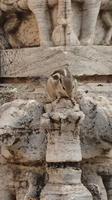 Streifenhörnchen im Tempel