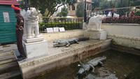 Krokodile in Udaipur