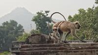 Affen in Ranakpur