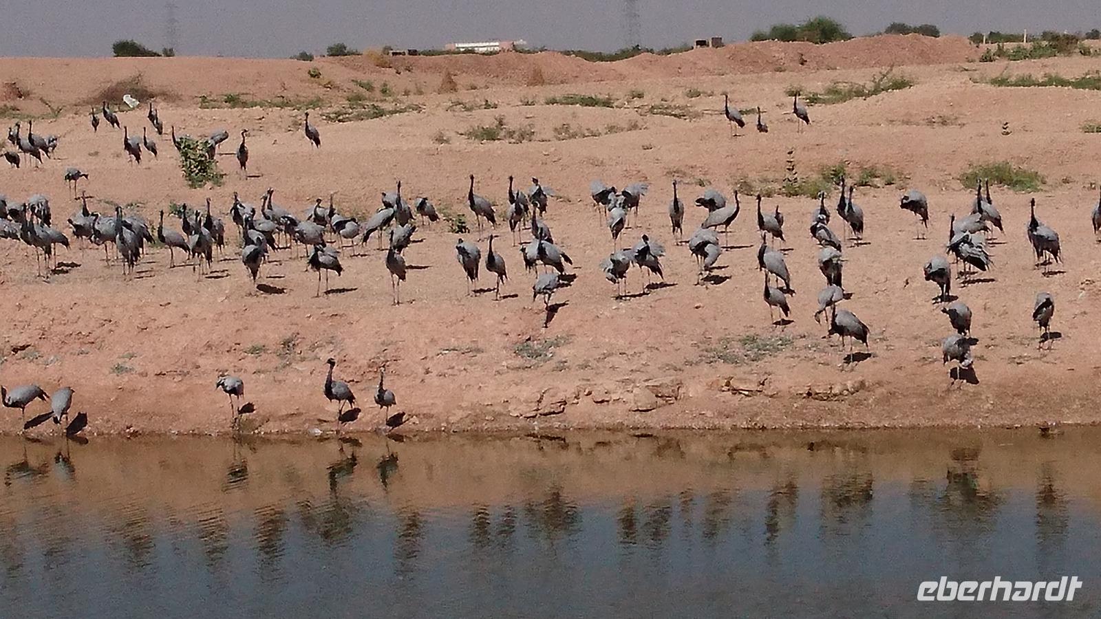 Kraniche überwintern in Khichien