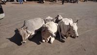 Heilige Kühe mitten auf der Kreuzung in Jaisalmer
