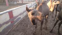 Kamele in der Zuchtstation Bikaner