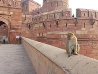 Indien, Agra, Rotes Fort