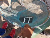 Indien, Cochin, chinesische Fischernetze