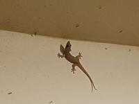 Indien, Kerala, Hausboot, 