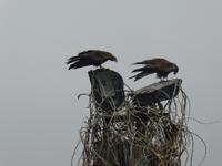 Indien, Delhi, Freitagsmoschee, geflügelte Bewohner