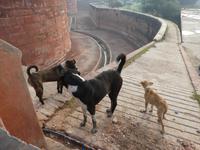 Indien, Agra, Rotes Fort