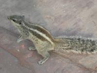 Indien, Agra, Rotes Fort, Streifenhörnchen