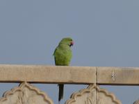 Indien, Agra, Rotes Fort