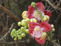 Indien, Kerala, Cochin, Blüte vom Kanonenkugelbaum