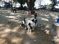 Indien, Kerala, Cochin