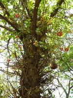 Indien, Kerala, Cochin, Kanonenkugelbaum